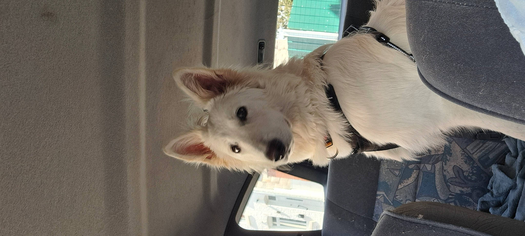 Una a rejoint le concours — aidez-le/la à gagner de superbes lots ! canidae, carnivore, collar, companion_dog, dog, dog_breed, fawn, felidae, fur, non_sporting_group, small_to_medium_sized_cats, snout, sporting_group, tail, terrestrial_animal, whiskers, working_animal