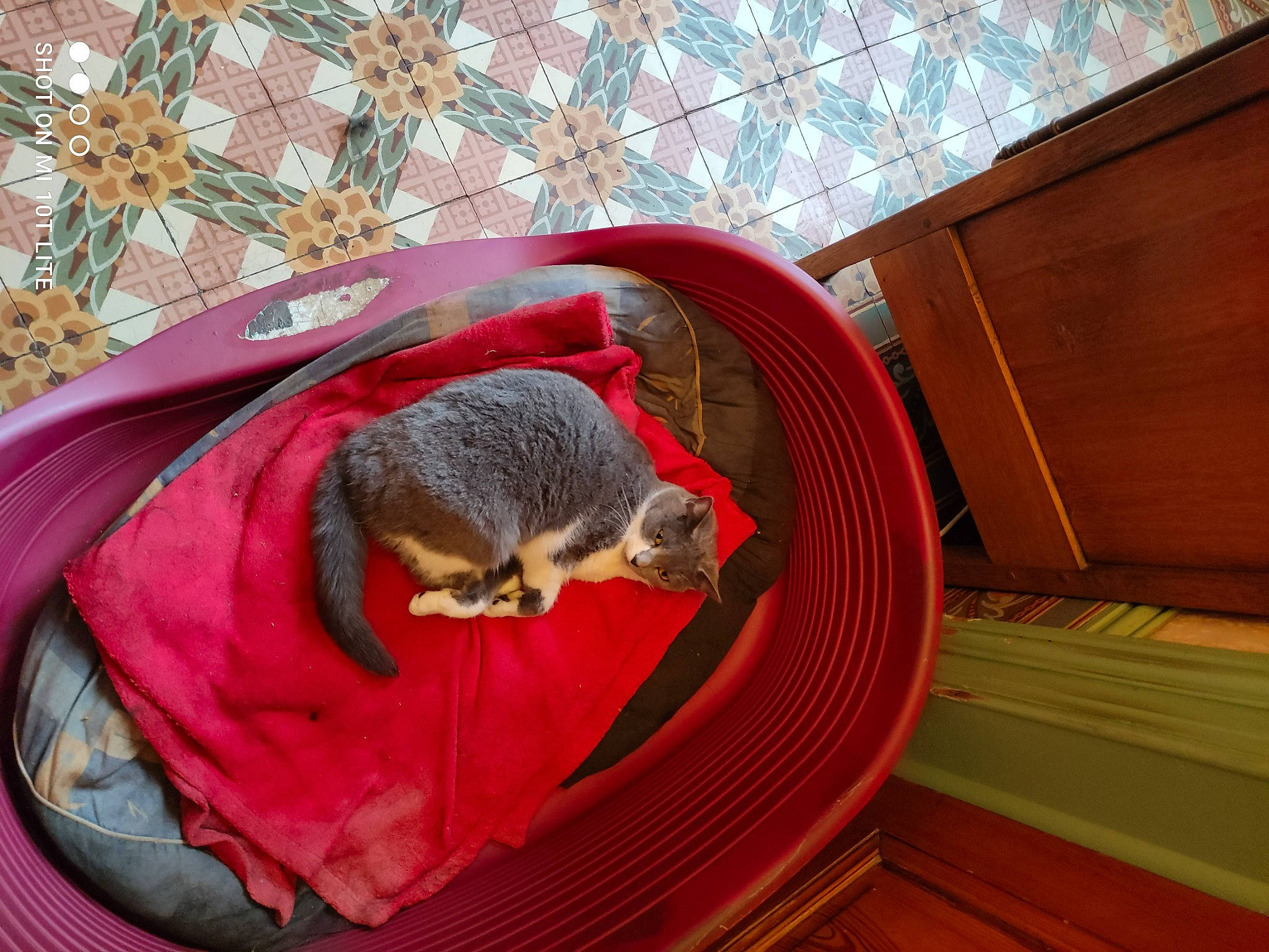 Nala participe au concours pour gagner de l'argent avec cette photo : bat, cat_supply, comfort, fawn, felidae, fur, hardwood, mammal, marsupial, pet_supply, procyonidae, small_to_medium_sized_cats, snout, tail, varnish, vertebrate, whiskers, wildlife, wood, wood_stain