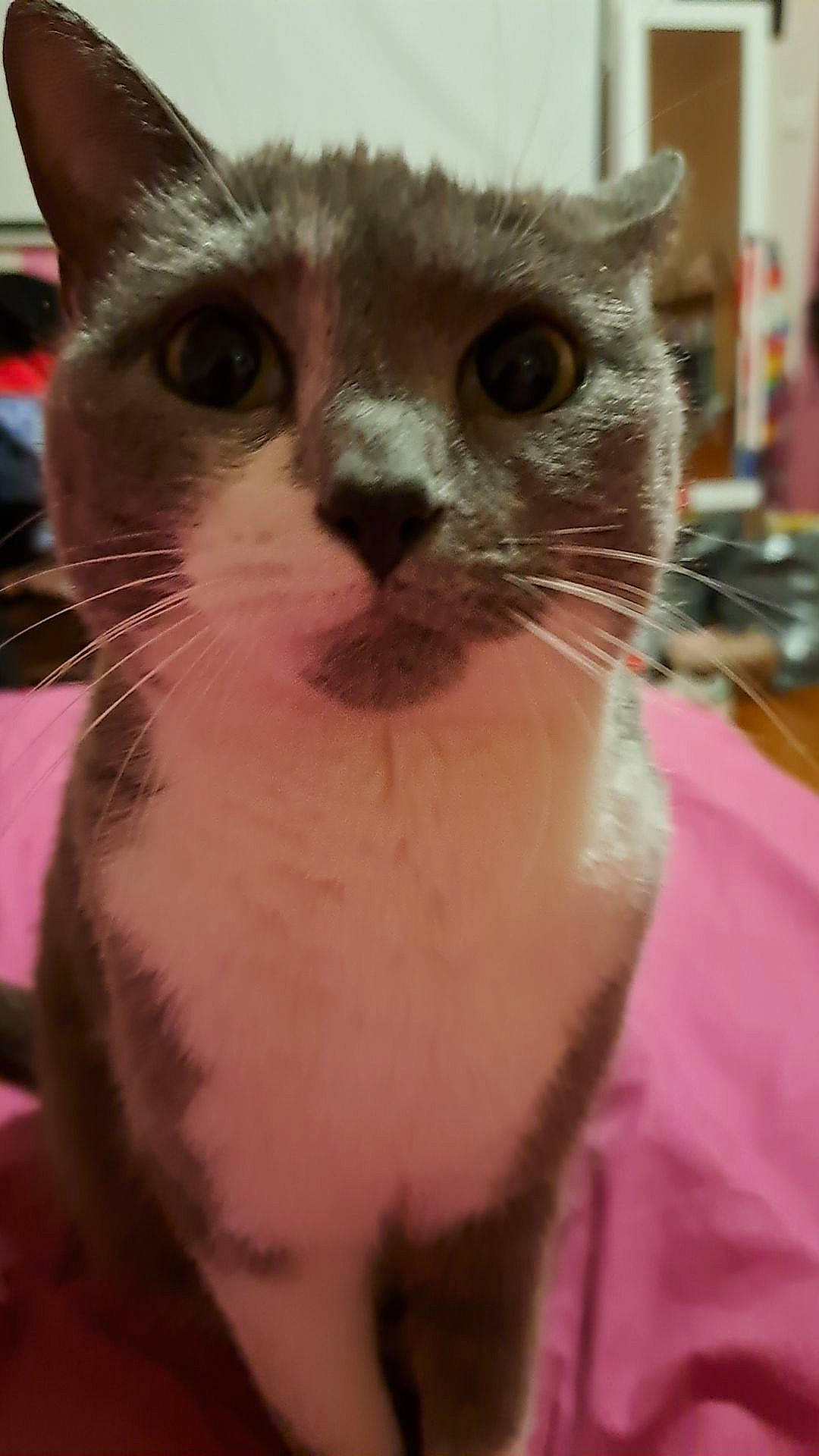 Nala participe au concours pour gagner de l'argent avec cette photo : carnivore, cat, domestic_short_haired_cat, ear, eyelash, fawn, felidae, fur, paw, pet_supply, small_to_medium_sized_cats, snout, terrestrial_animal, whiskers, window