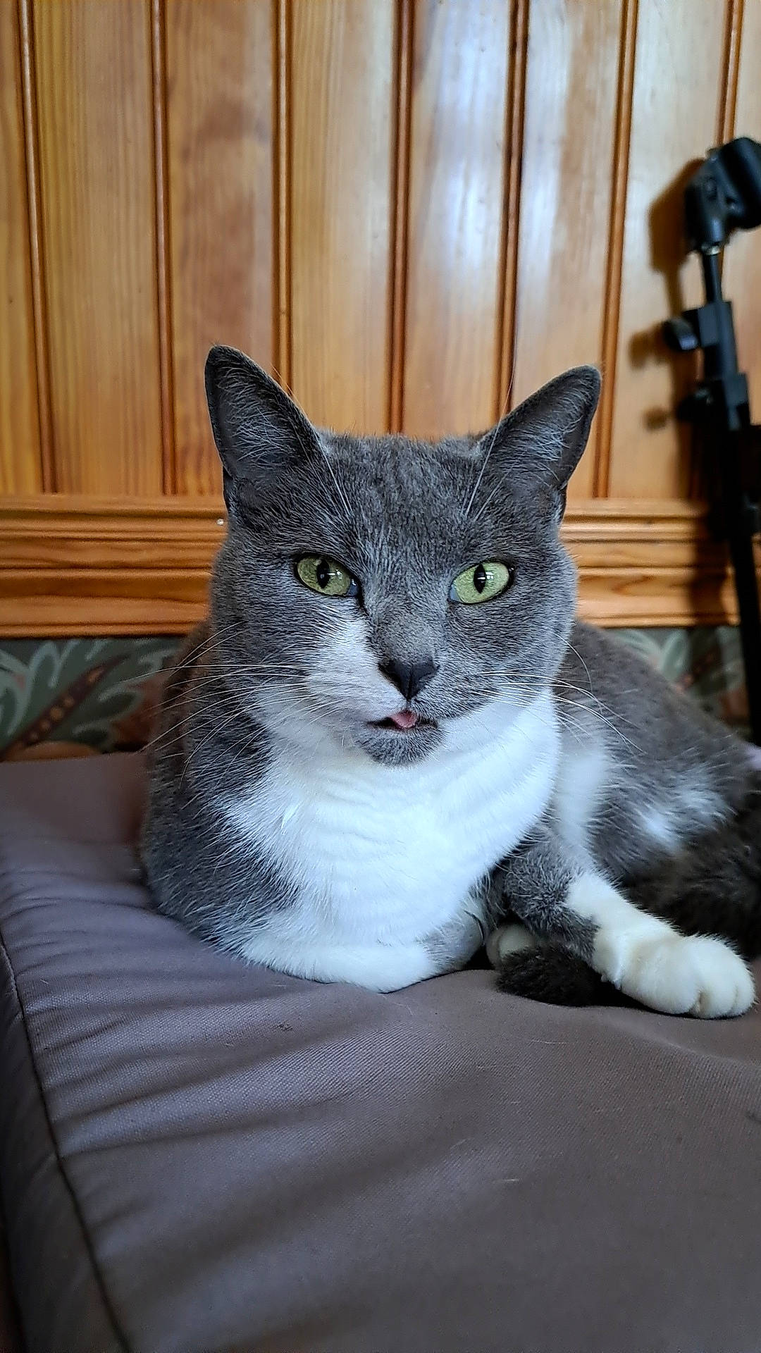 Nala participe au concours pour gagner de l'argent avec cette photo : camera, carnivore, cat, cat_furniture, cat_supply, comfort, domestic_short_haired_cat, door, felidae, fur, grey, paw, sitting, small_to_medium_sized_cats, snout, whiskers