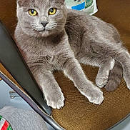 Mao joined the competition — help win amazing prizes! cat, gray_cat, chair, pet, feline, indoor, cat_food_bag, yellow_eyes, fur, paw, relaxed, looking_at_camera, brown_chair, fabric, striped_clothing, footwear, yellow_croc, floor, domestic_animal, closeup