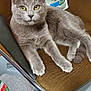 cat, gray_cat, chair, pet, feline, indoor, cat_food_bag, yellow_eyes, fur, paw, relaxed, looking_at_camera, brown_chair, fabric, striped_clothing, footwear, yellow_croc, floor, domestic_animal, closeup