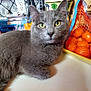 Mao is registered to the contest to win money with this photo: cat, gray_cat, kitchen, countertop, fruit, mandarins, orange_fruit, bag, tile_wall, container, yellow_container, curious, pet, domestic_animal, feline, indoor, closeup, face, whiskers, alert