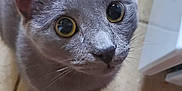 Mao is registered to the contest to win money with this photo: cat, gray_cat, pet, animal, curious, wide_eyes, floor, tile_floor, indoor, shoe, black_shoe, furniture, white_furniture, close_up, portrait, whiskers, ears, tail, domestic_cat, looking_up