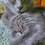 Mao joined the competition — help win amazing prizes! cat, gray_cat, sleeping, curled_up, fur, whiskers, pet, indoor, cozy, relaxed, carpet, texture, close_up, animal, mammal, domestic, quiet, resting, feline, home