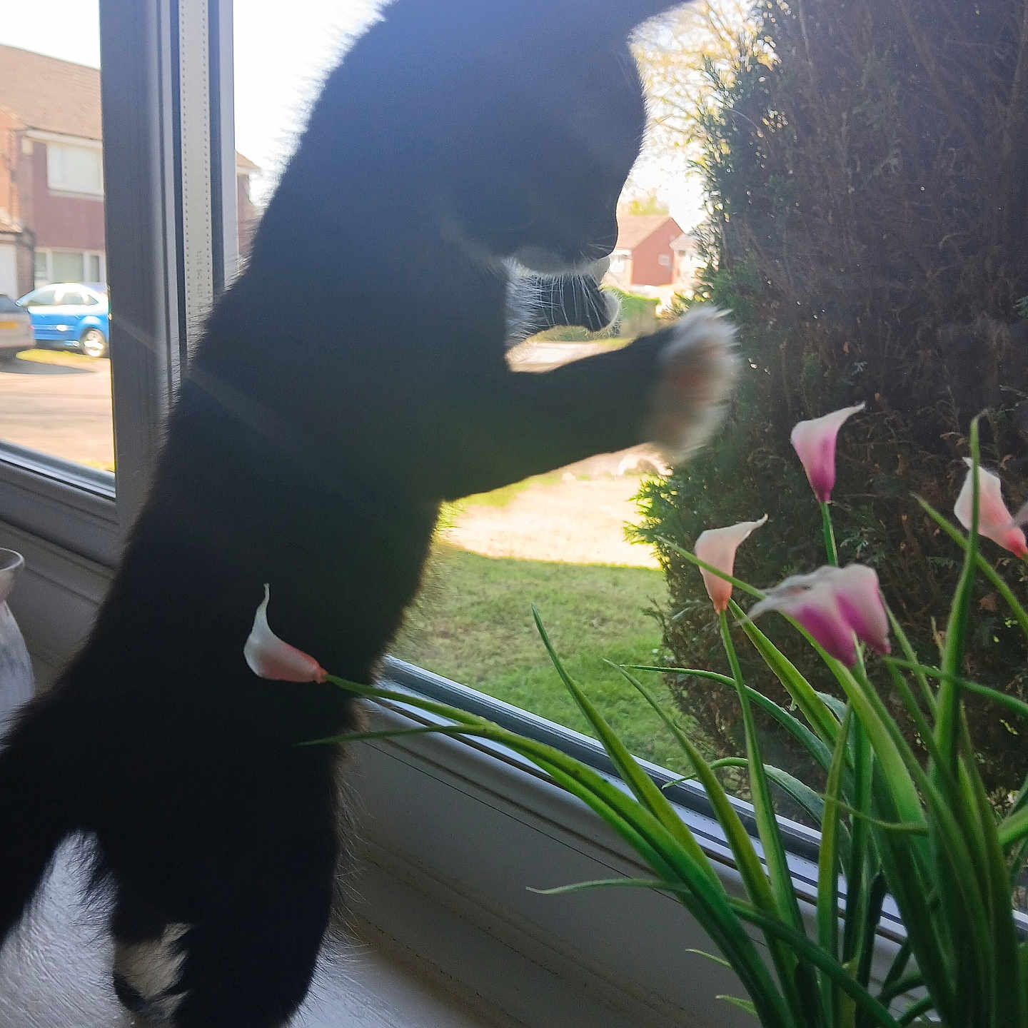 Polly is registered to the contest to win money with this photo: animal, bird, car, cat, face, flower, flowerarrangement, flowerbouquet, grass, head, jar, nature, outdoors, person, pet, petal, plant, pottedplant, transportation, vehicle