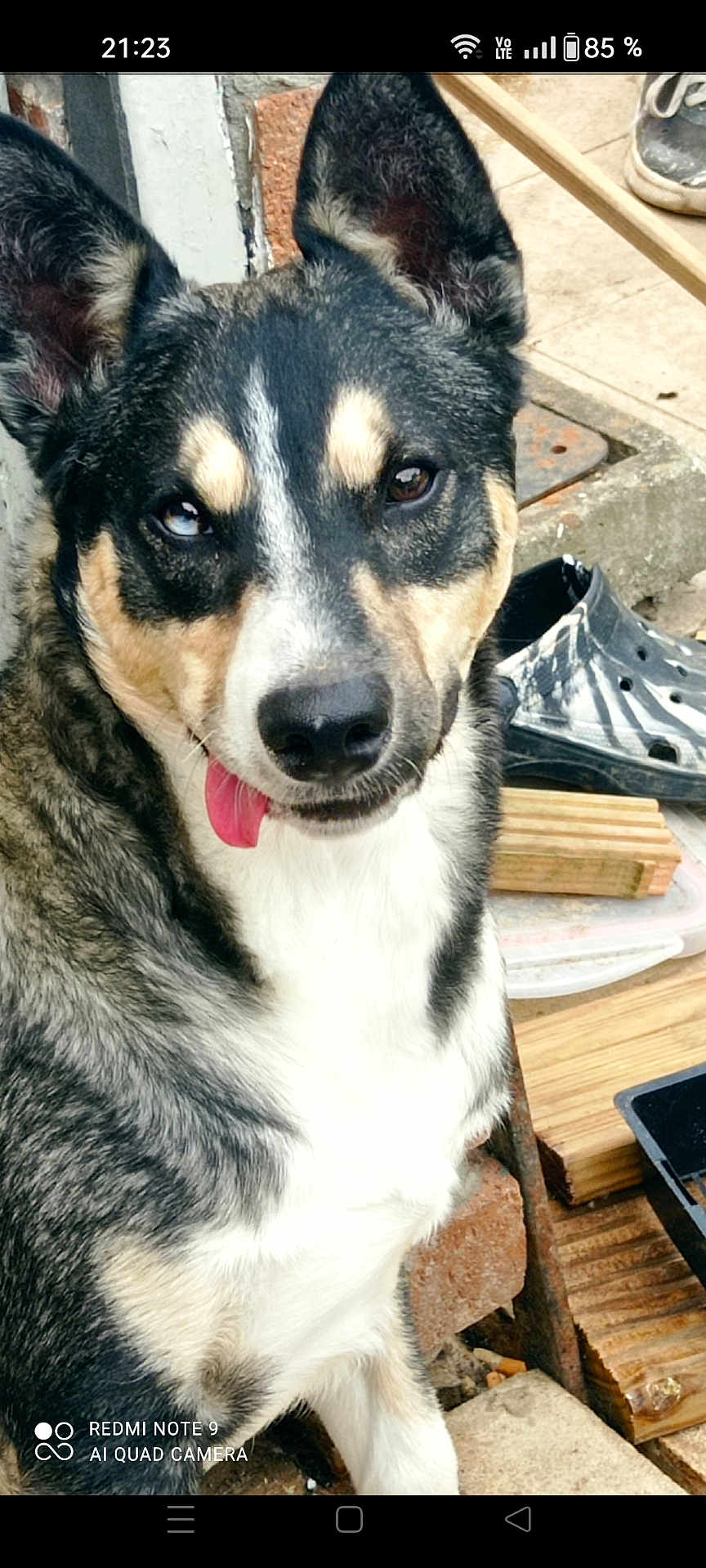 Scooby a rejoint le concours — aidez-le/la à gagner de superbes lots ! dog, canine, pet, tongue_out, black_and_white, fur, ears, outdoor, wood, shoe, brick, face, animal, looking, closeup, sitting, snout, playful, tongue, alert