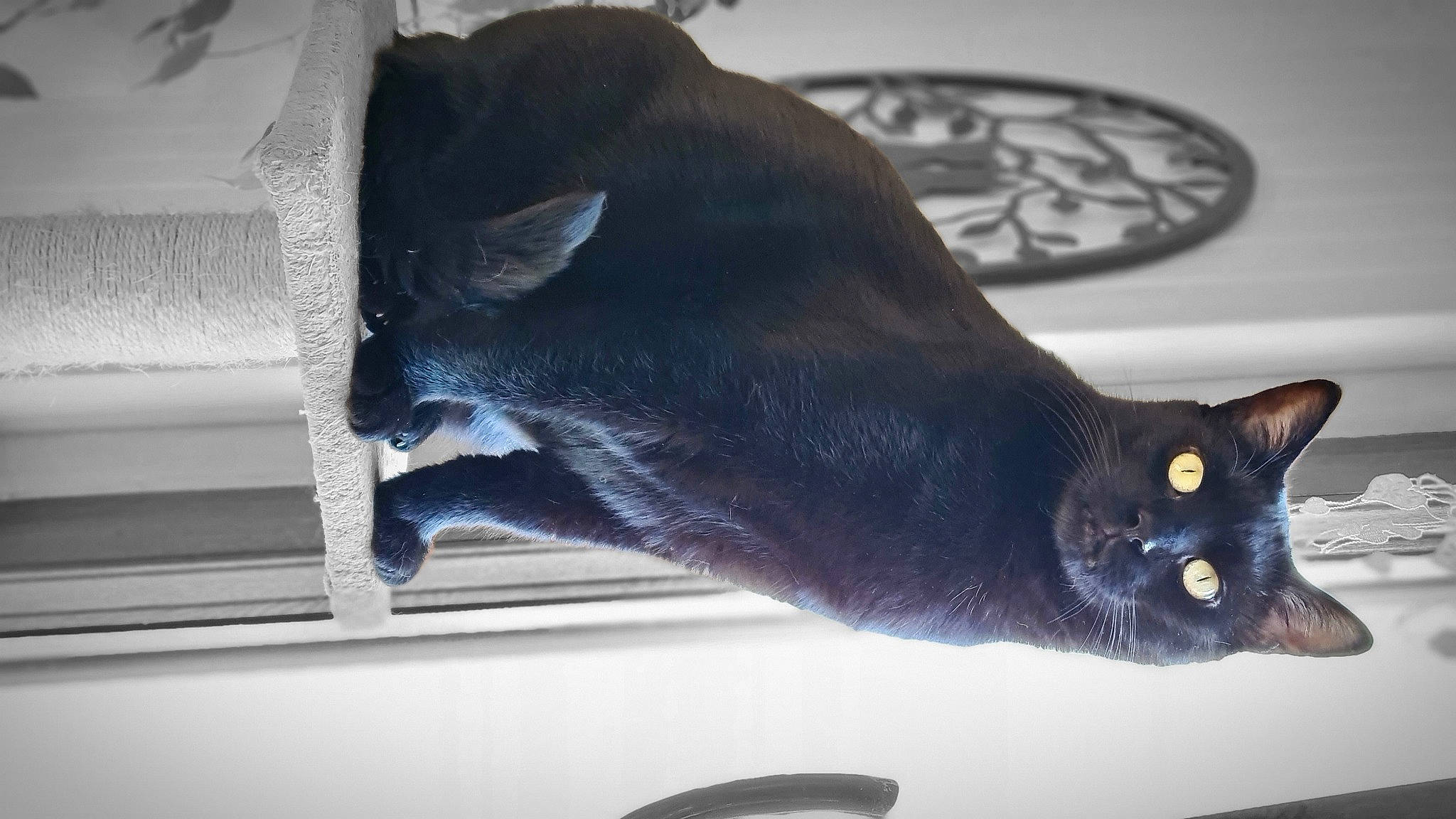 Paulo participe au concours pour gagner de l'argent avec cette photo : black_cat, bombay, carnivore, cat, claw, domestic_short_haired_cat, felidae, fur, havana_brown, small_to_medium_sized_cats, snout, tail, tire, whiskers, window