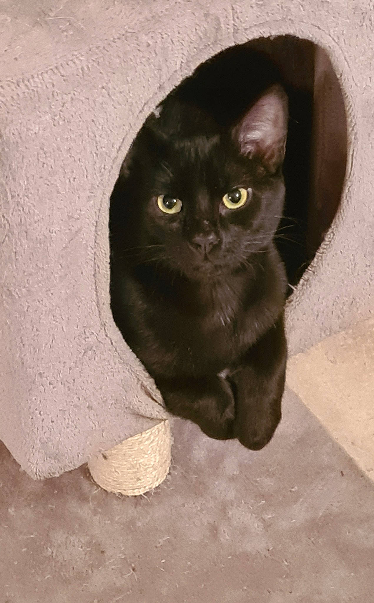 Paulo participe au concours pour gagner de l'argent avec cette photo : black_cat, bombay, carnivore, cat, concrete, domestic_short_haired_cat, felidae, fur, shadow, small_to_medium_sized_cats, snout, tail, terrestrial_animal, tints_and_shades, whiskers, working_animal