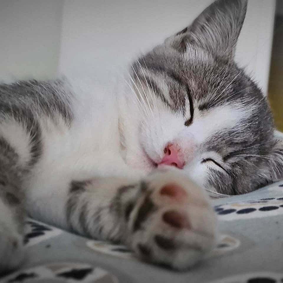 Heidi a rejoint le concours — aidez-le/la à gagner de superbes lots ! carnivore, cat, comfort, domestic_short_haired_cat, felidae, fur, mammal, nap, paw, sleep, small_to_medium_sized_cats, snout, toe, vertebrate, whiskers