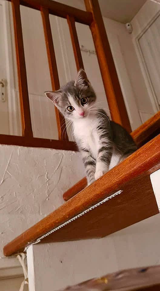 Heidi participe au concours pour gagner de l'argent avec cette photo : carnivore, cat, domestic_short_haired_cat, felidae, fur, grey, hardwood, home, molding, plywood, small_to_medium_sized_cats, tail, tan, varnish, vertebrate, whiskers, wood, wood_stain