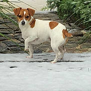 Kirby joined the competition — help win amazing prizes! animal, brown_patches, calm, canine, dog, ears, fur, green_foliage, nature, outdoor, paw_raised, pet, quiet, small_dog, snow, stone_path, tail, walking, white_coat, winter