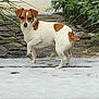 animal, brown_patches, calm, canine, dog, ears, fur, green_foliage, nature, outdoor, paw_raised, pet, quiet, small_dog, snow, stone_path, tail, walking, white_coat, winter