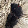 Athena is registered to the contest to win money with this photo: animal, black_cat, blanket, collar, comfort, cozy, curled_up, cute, domestic_cat, feline, fur, home, indoor, nap, peaceful, pet, relaxing, resting, sleeping, soft_texture