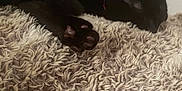 Athena is registered to the contest to win money with this photo: animal, black_cat, cat, closeup, cozy, domestic_cat, feline, fluffy_rug, fur, home, indoor, nap, paw, pet, quiet, relaxed, resting, sleeping, soft, texture