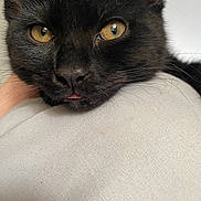 Athena joined the competition — help win amazing prizes! animal, animal_face, black_cat, cat, close_up, closeup, cute, domestic_cat, face, feline, fur, indoor, pet, portrait, relaxed, resting, soft_texture, tongue, whiskers, yellow_eyes