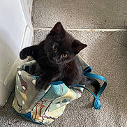 Athena joined the competition — help win amazing prizes! black_kitten, cat, kitten, bag, tote_bag, carpet, floor, indoor, pet, animal, curious, playful, feline, small, cute, looking_up, ears, whiskers, paws, young_cat