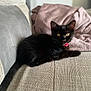 Athena joined the competition — help win amazing prizes! black_cat, cat, pet, indoor, couch, fabric, collar, yellow_eyes, feline, resting, cozy, blanket, domestic_animal, fur, animal, relaxing, home, cute, whiskers, tail