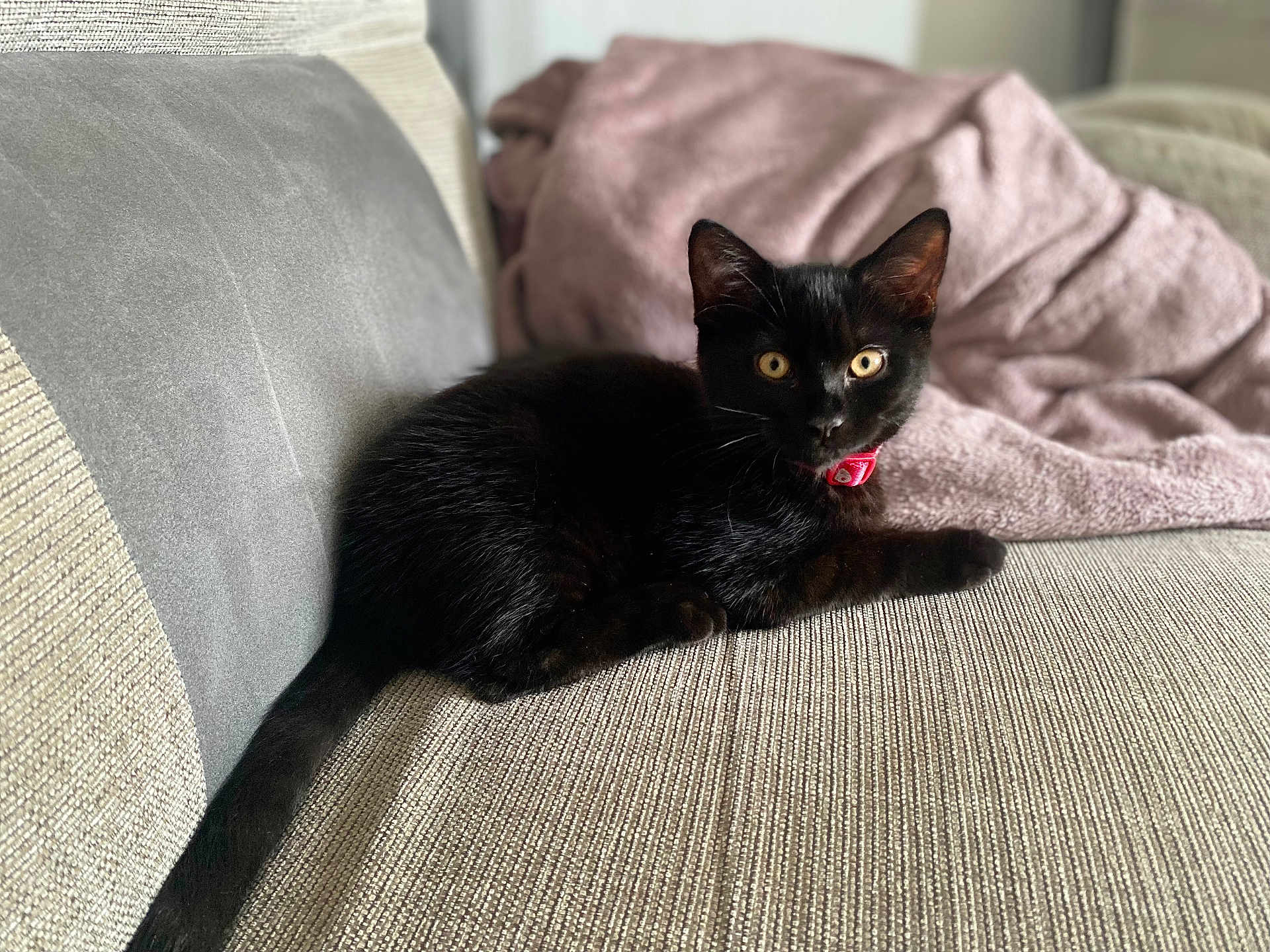 Athena joined the competition — help win amazing prizes! black_cat, cat, pet, indoor, couch, fabric, collar, yellow_eyes, feline, resting, cozy, blanket, domestic_animal, fur, animal, relaxing, home, cute, whiskers, tail