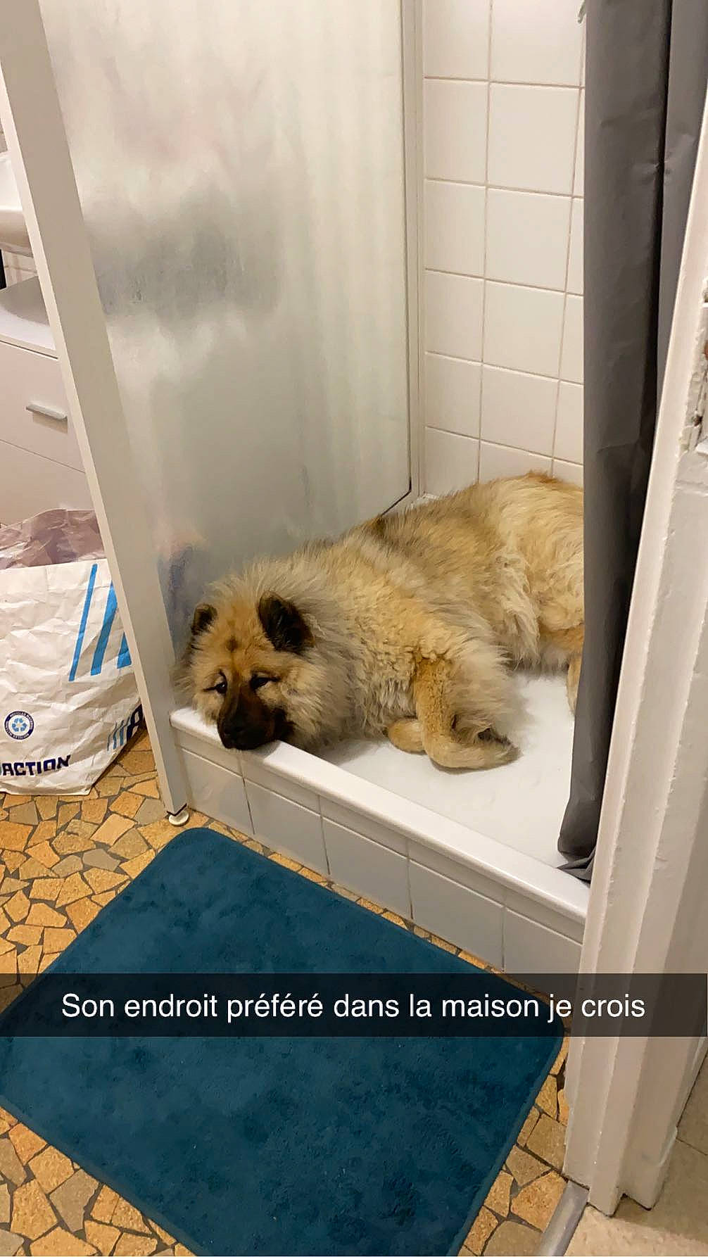 Navy a rejoint le concours — aidez-le/la à gagner de superbes lots ! canidae, carnivore, companion_dog, dog, dog_breed, fawn, felidae, flooring, fur, room, snout, sporting_group, terrestrial_animal, toy, wildlife