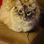 Isabella joined the competition — help win amazing prizes! animal, cat, closeup, colorful, couch, cozy, cute, domestic, ears, eyes, fluffy, fur, furniture, indoor, knitted_toy, living_room, pet, resting, tabby, whiskers