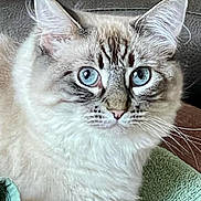 Isabella is registered to the contest to win money with this photo: alert, animal, blue_eyes, cat, close_up, cute, domestic_animal, ears, feline, fluffy, fur, indoor, leather, looking, pet, portrait, sitting, soft_texture, towel, whiskers