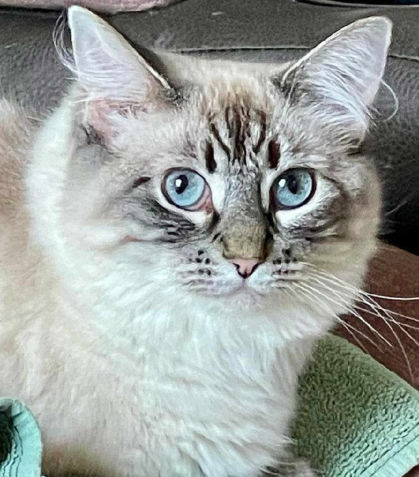Isabella
