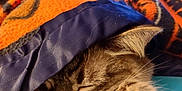 Isabella joined the competition — help win amazing prizes! animal, blanket, cat, close_up, comfort, cozy, cute, feline, fur, home, indoor, nap, paw, pet, relaxation, resting, sleeping, soft, tabby_cat, warm