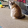 Isabella is registered to the contest to win money with this photo: animal, carpet, cat, couch, cozy, curious, domestic_cat, feline, floor, fluffy_cat, furniture, household, indoor, looking_back, pet, reflection, relaxed, rubber_duck, soft_light, toy