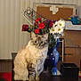 Isabella joined the competition — help win amazing prizes! blue_vase, bouquet, cat, colorful, cozy, curtains, decor, domestic_animal, flowers, fluffy, fur, furniture, home, indoor, pet, red_flowers, sitting, table, vase, white_flowers