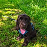 animal, brown_dog, cute, dog, floppy_ears, grass, greenery, happy, harness, leash, nature, outdoor, pet, playful, puppy, sitting, summer, sunlight, tongue_out, young_dog