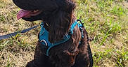 Brooklyn a rejoint le concours — aidez-le/la à gagner de superbes lots ! animal, blue_harness, brown_fur, canine, daytime, dog, field, fluffy, grass, happy, leash, nature, outdoor, pet, puppy, sitting, summer, sunny, tongue_out, young_dog