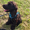 animal, blue_harness, brown_fur, canine, daytime, dog, field, fluffy, grass, happy, leash, nature, outdoor, pet, puppy, sitting, summer, sunny, tongue_out, young_dog