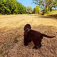 Brooklyn participe au concours pour gagner de l'argent avec cette photo : animal, back_view, brown_dog, canine, daylight, dog, dry_grass, field, grass, greenery, harness, landscape, leash, nature, outdoor, pet, summer, sunlight, trees, walking