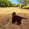 animal, back_view, brown_dog, canine, daylight, dog, dry_grass, field, grass, greenery, harness, landscape, leash, nature, outdoor, pet, summer, sunlight, trees, walking