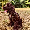 Brooklyn participe au concours pour gagner de l'argent avec cette photo : animal, brown, canine, daylight, dog, field, fur, grass, greenery, happy, harness, mammal, nature, outdoor, pet, playful, portrait, sitting, summer, tongue_out