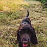 Brooklyn a rejoint le concours — aidez-le/la à gagner de superbes lots ! animal, blurred, brown_dog, canine, closeup, daylight, dog, ears, field, fur, grass, happy, leash, nature, outdoor, pet, playful, tail, tongue_out, walking