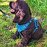 animal, blue_harness, brown_dog, canine, closeup, cute, dog, fluffy, grass, greenery, happy, leash, nature, outdoor, pet, playful, puppy, sitting, sunlight, young_dog