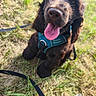 animal, brown_fur, canine, closeup, cute, dog, friendly, grass, happy, harness, leash, nature, outdoor, pet, playful, puppy, sitting, sunlight, tongue_out, young