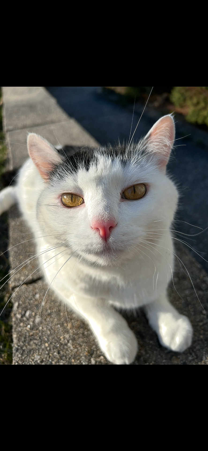 Miso