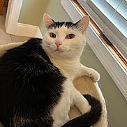 Miso joined the competition — help win amazing prizes! cat, black_and_white, pet, feline, indoor, relaxed, animal, fur, whiskers, tail, window, blinds, bed, cozy, resting, looking, curious, home, comfortable, domestic