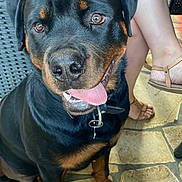 Ares participe au concours pour gagner de l'argent avec cette photo : rottweiler, dog, pet, animal, tongue_out, happy, sitting, black_coat, brown_markings, collar, floor, stone_floor, people, legs, sandals, casual, outdoor, close_up, friendly, companion