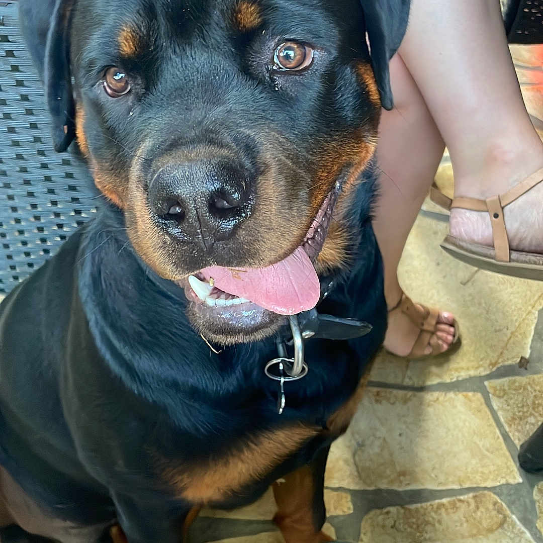 Ares participe au concours pour gagner de l'argent avec cette photo : animal, black_coat, brown_markings, casual, close_up, collar, companion, dog, floor, friendly, happy, legs, outdoor, people, pet, rottweiler, sandals, sitting, stone_floor, tongue_out