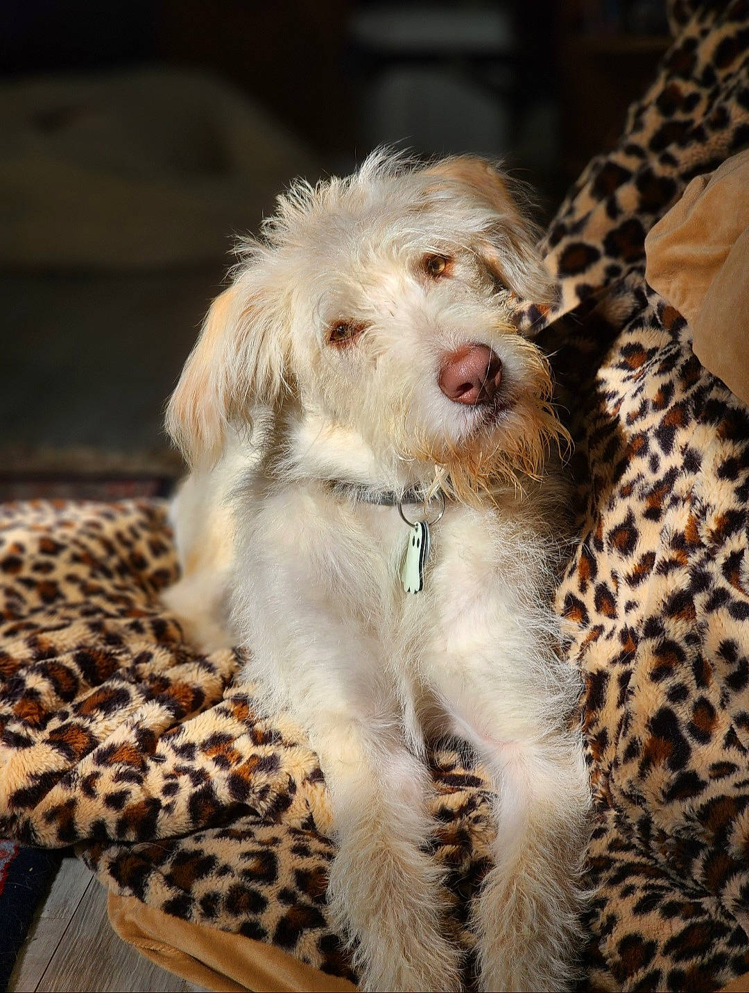 Gojo joined the competition — help win amazing prizes! canidae, carnivore, collar, companion_dog, dog, dog_breed, dog_collar, foot, fur, snout, sporting_group, terrestrial_animal, whiskers, working_animal