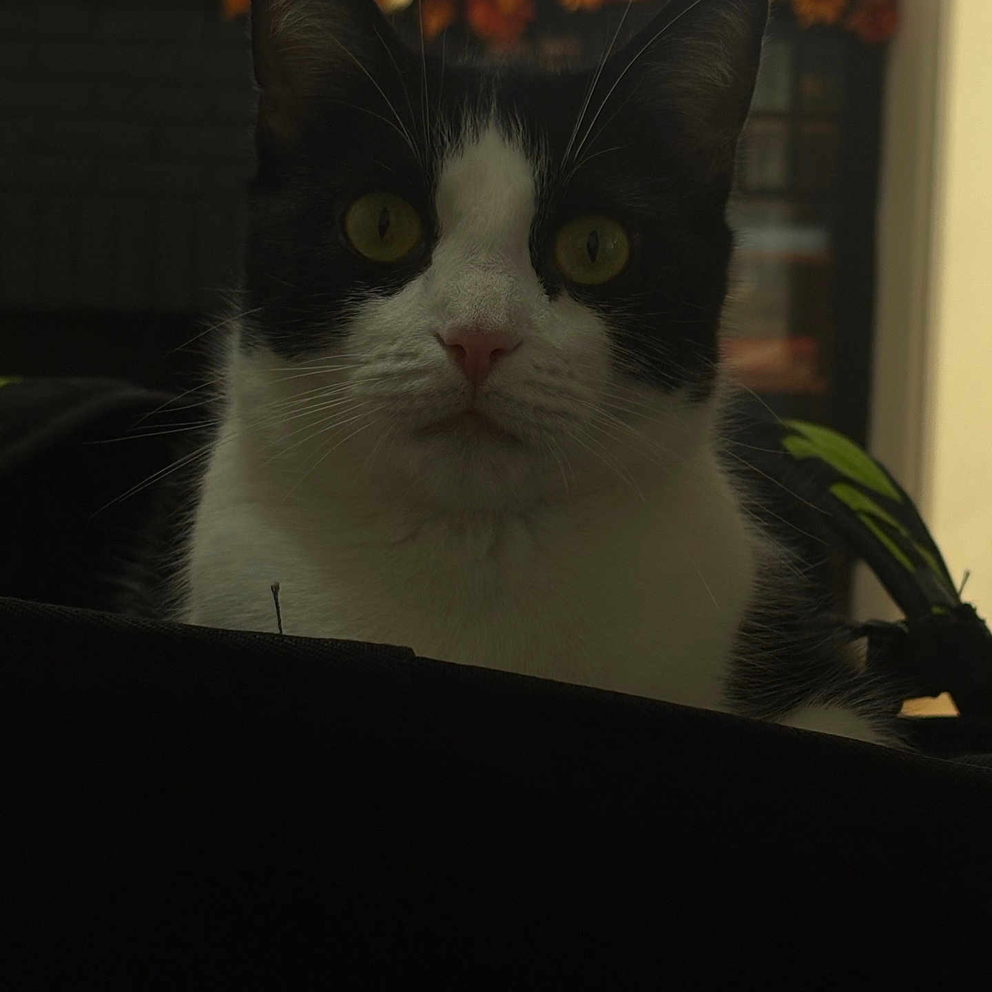 Dottie joined the competition — help win amazing prizes! animal, autumn, background, black_and_white, cat, close_up, curious, domestic_cat, ears, eyes, face, feline, flower_decoration, fur, home, indoor, looking, pet, soft_light, whiskers