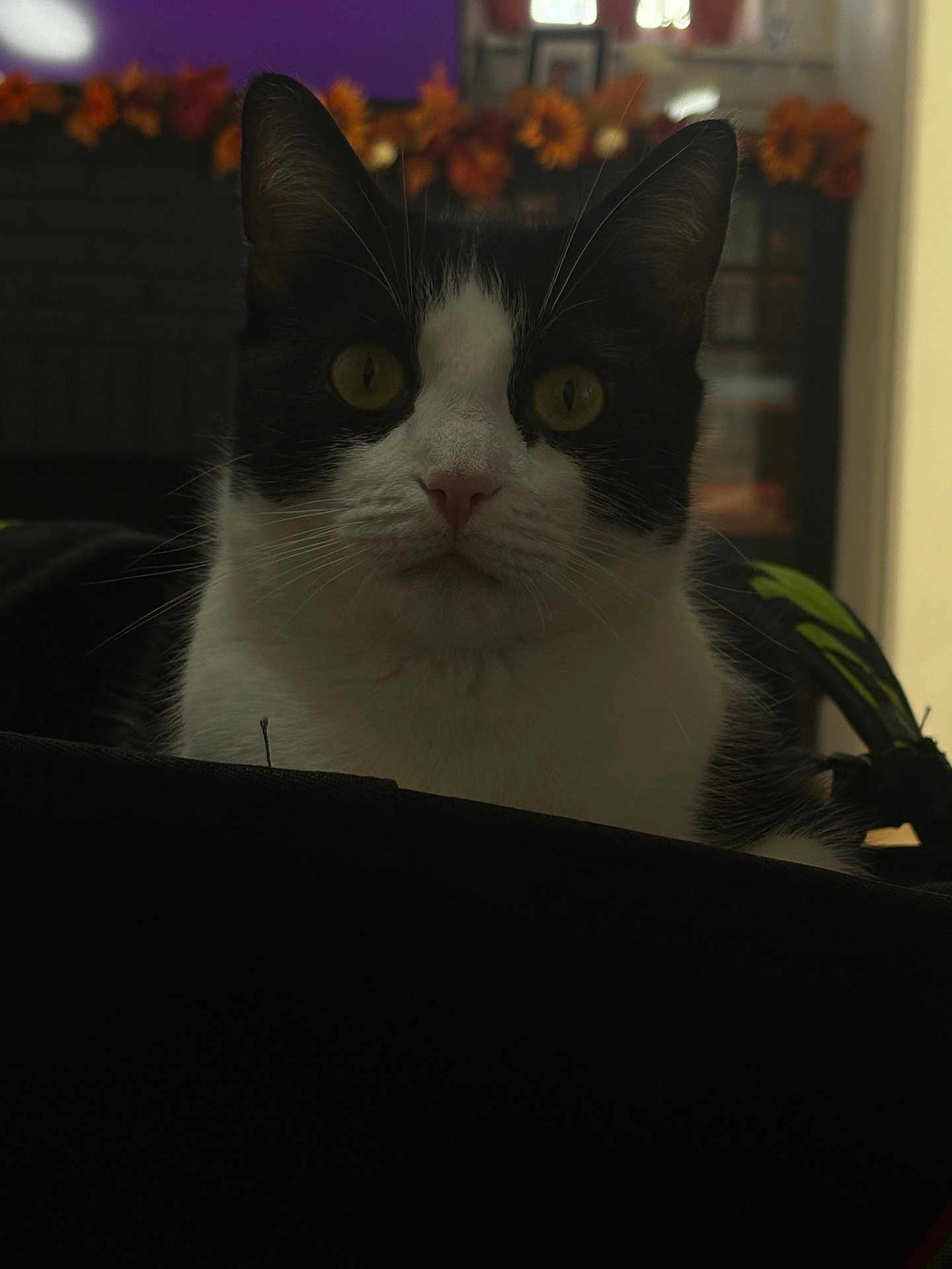 Dottie joined the competition — help win amazing prizes! cat, black_and_white, indoor, animal, pet, close_up, face, whiskers, ears, eyes, feline, domestic_cat, fur, looking, curious, background, flower_decoration, autumn, soft_light, home
