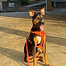dog, black_and_tan, sitting, tongue_out, pointed_ears, harness, leash, orange, outdoor, sunlight, golden_hour, pavement, park, portrait, pet, animal, alert, happy, trees, architecture