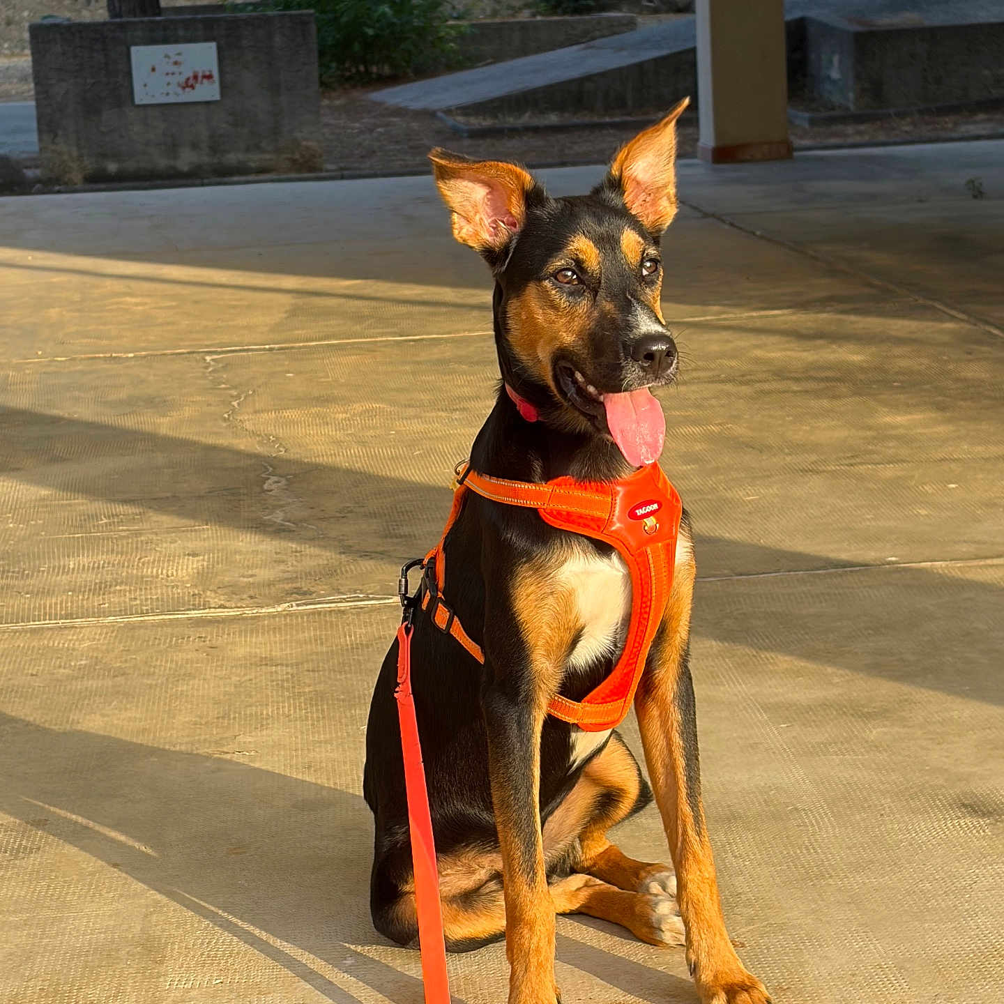 Bowie