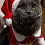 cat, gray_cat, santa_hat, christmas_costume, pet, indoor, wooden_floor, curious_eyes, animal, holiday, festive, red_hat, white_trim, fur, whiskers, cute, domestic_cat, costume, christmas, portrait