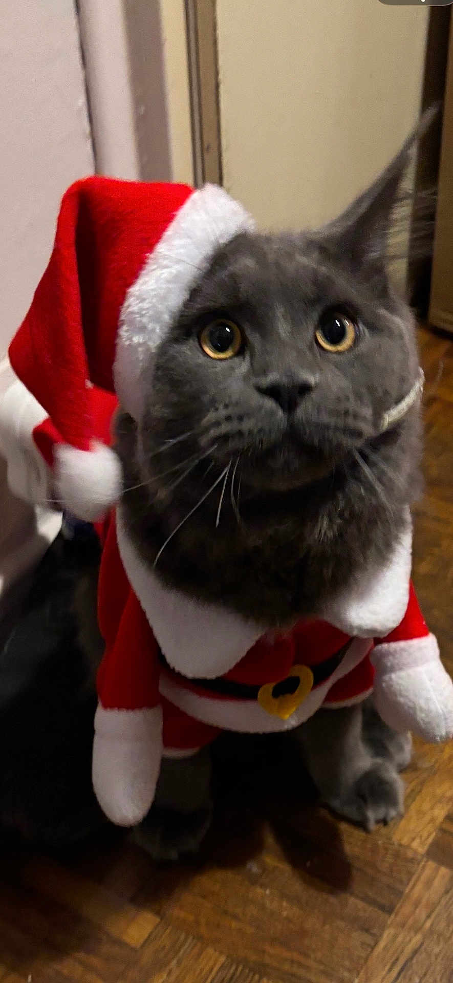 Ares participe au concours pour gagner de l'argent avec cette photo : cat, gray_cat, santa_hat, christmas_costume, pet, indoor, wooden_floor, curious_eyes, animal, holiday, festive, red_hat, white_trim, fur, whiskers, cute, domestic_cat, costume, christmas, portrait